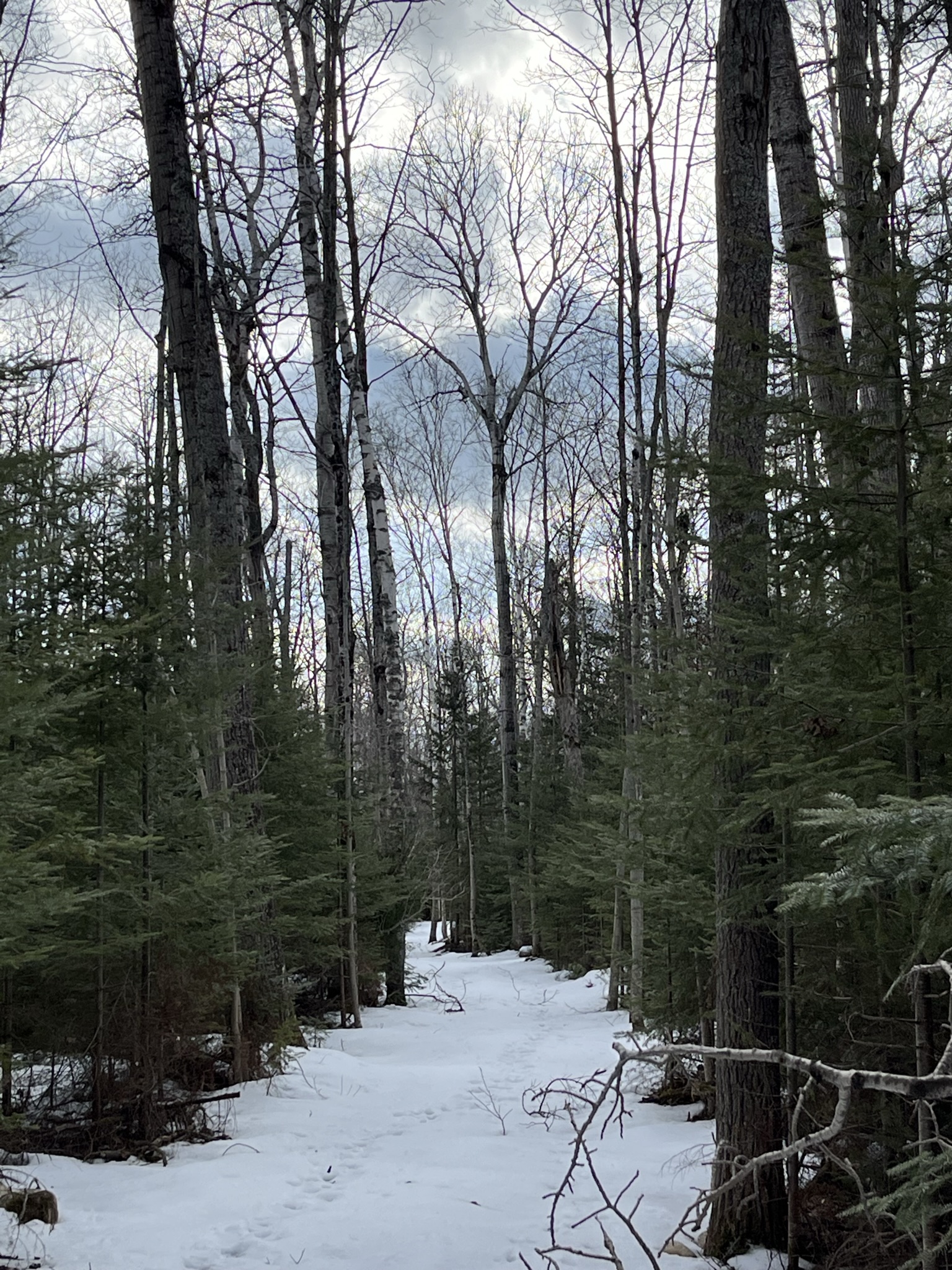 Winter Trail