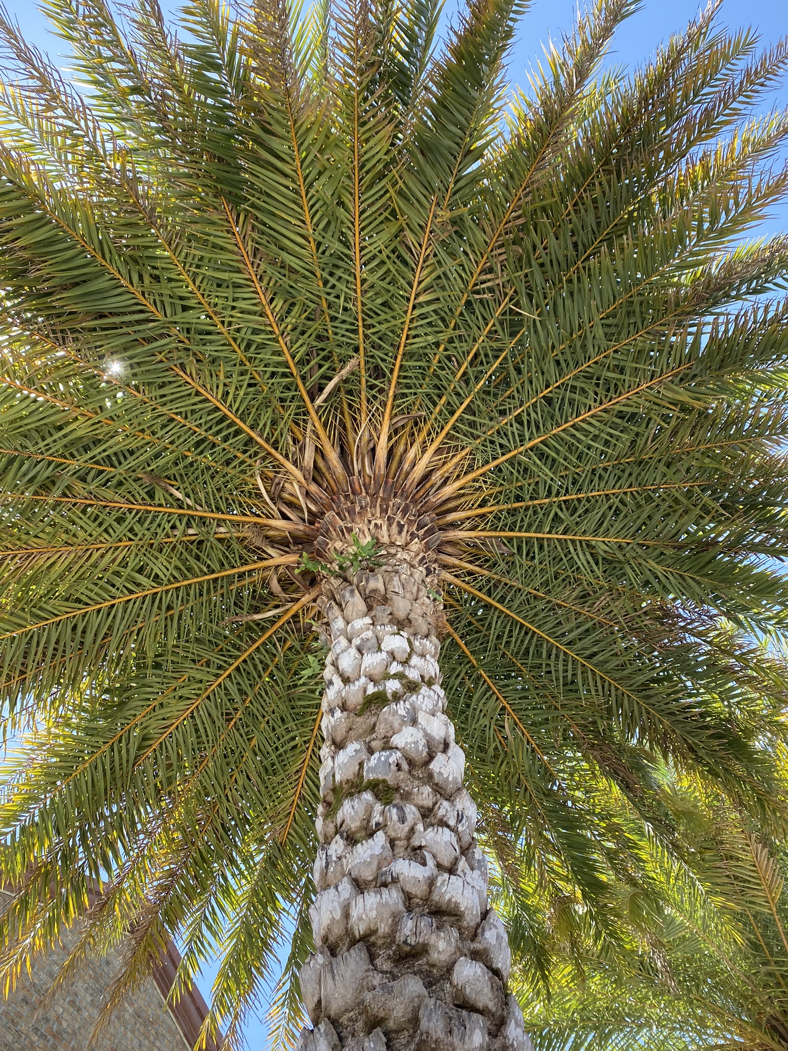 Looking Up at the Palm