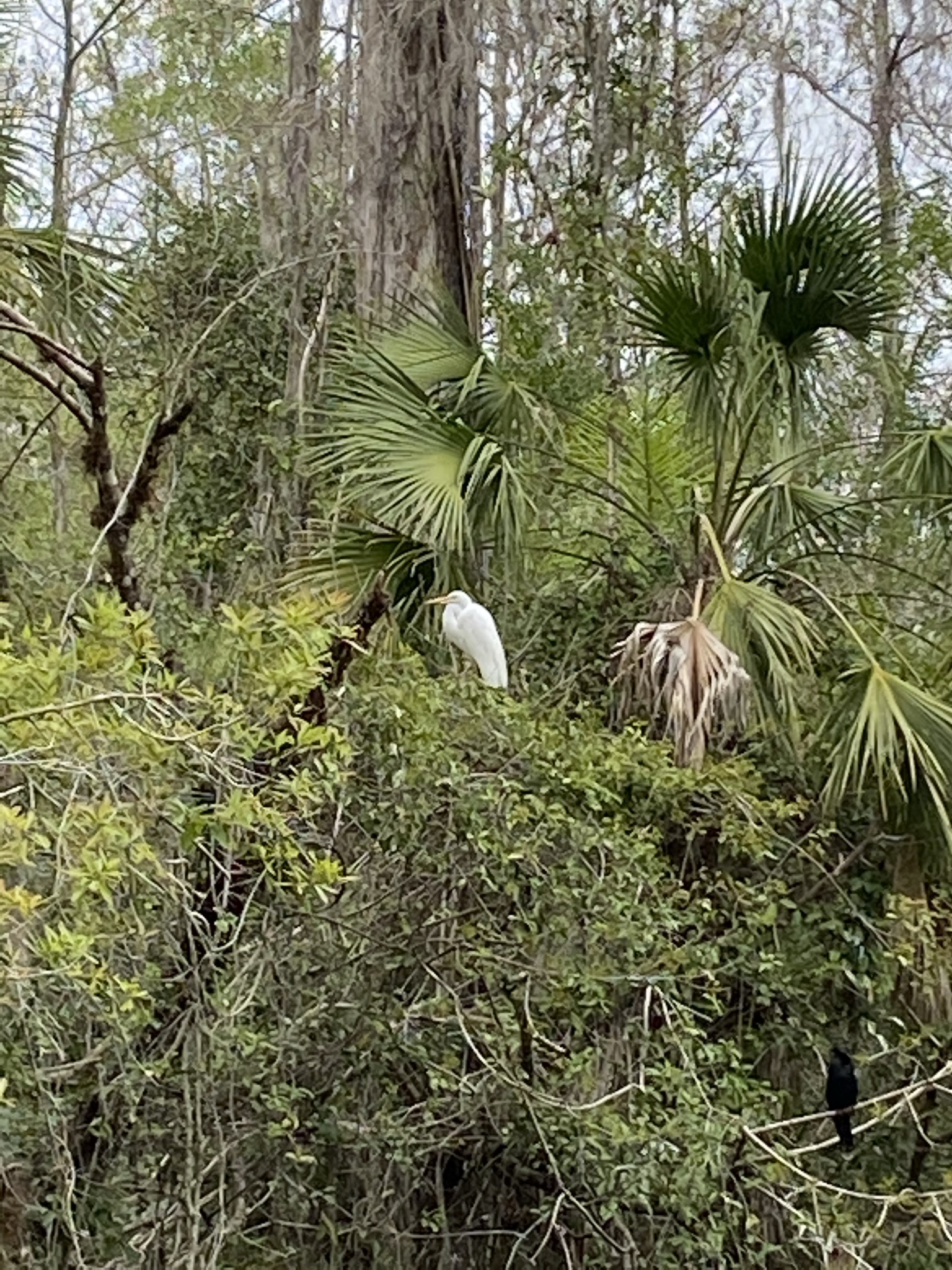 Egret on a Branch
