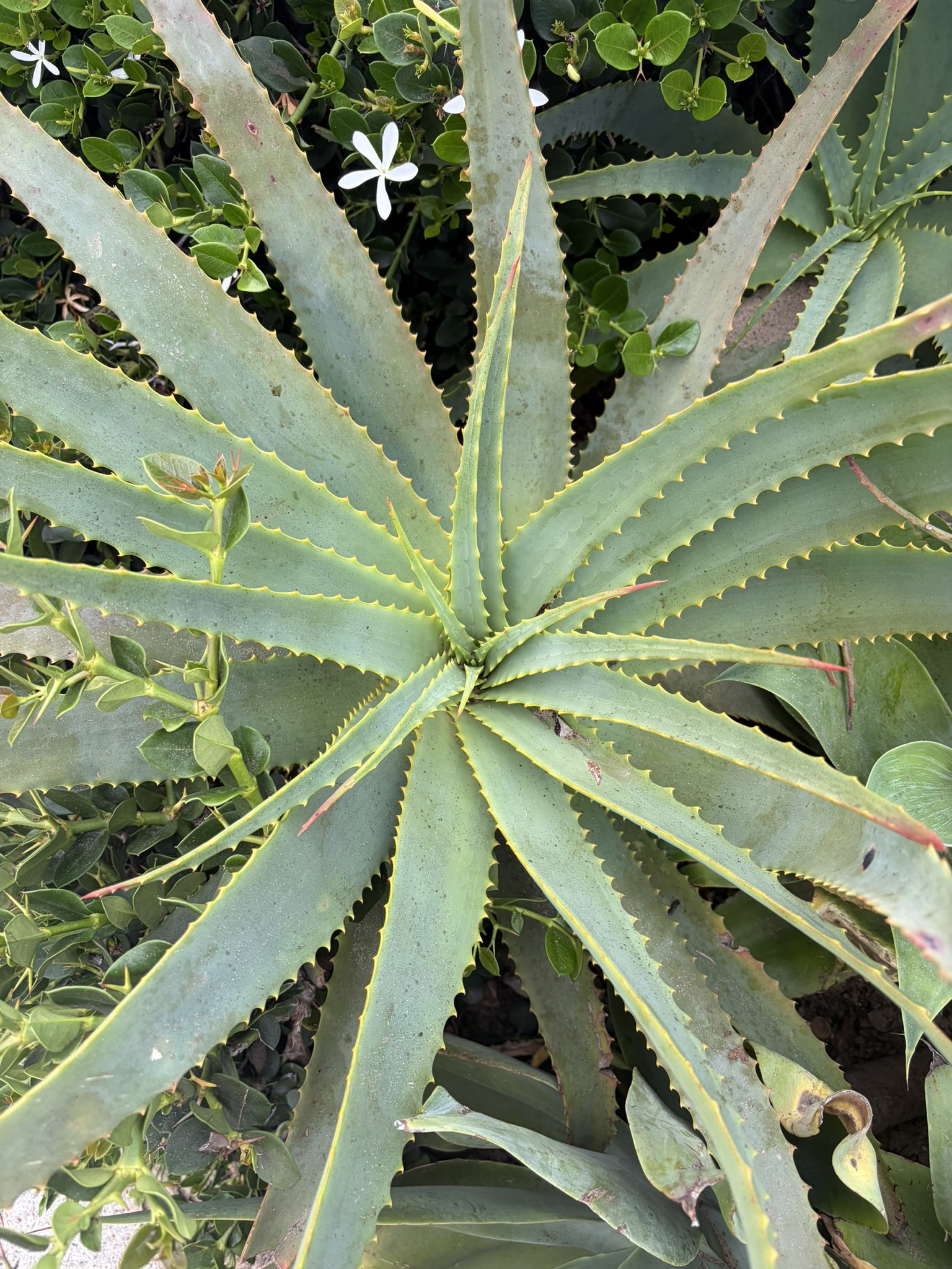 Aloe Star