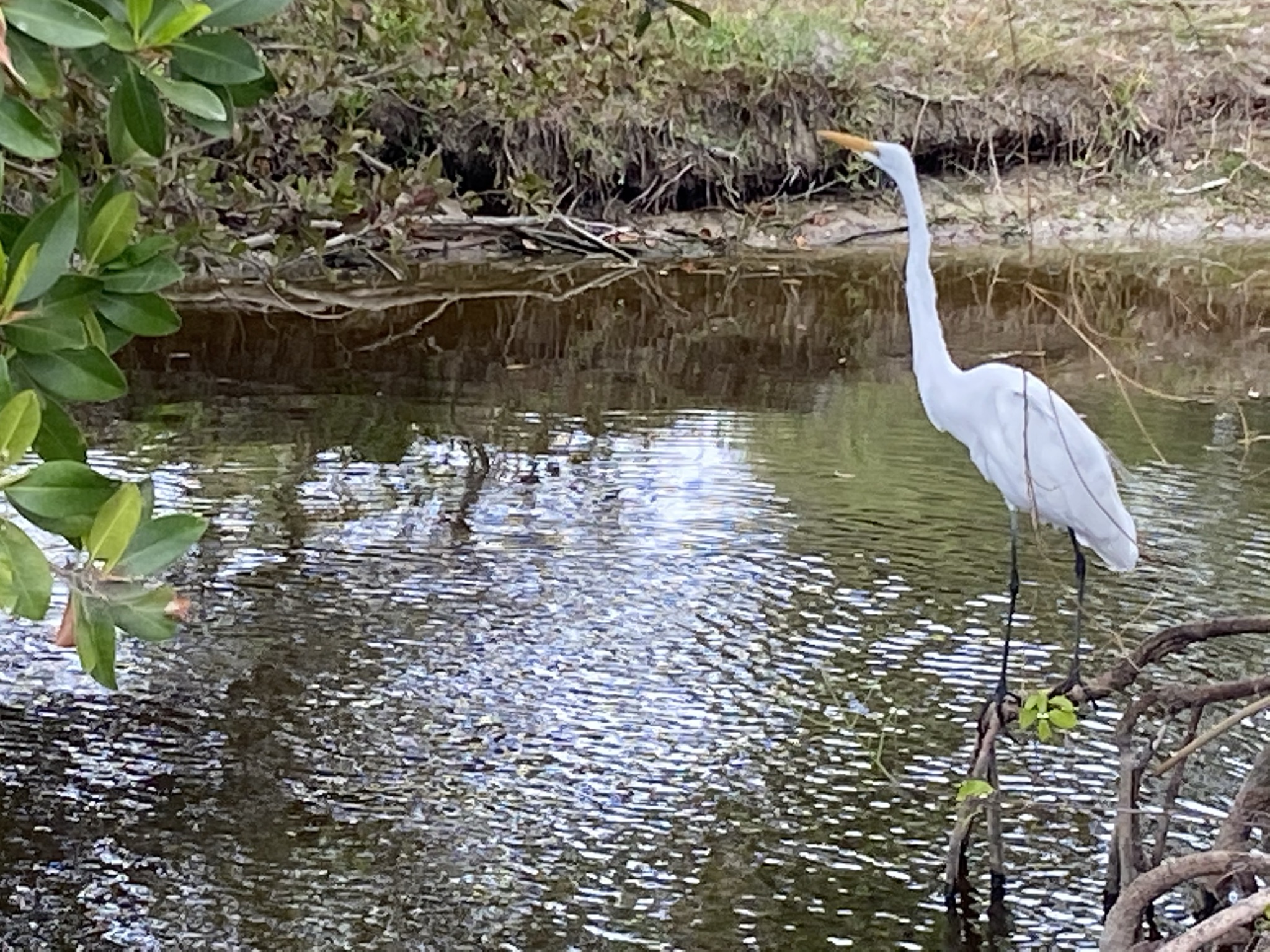 Egret in the Mangroves