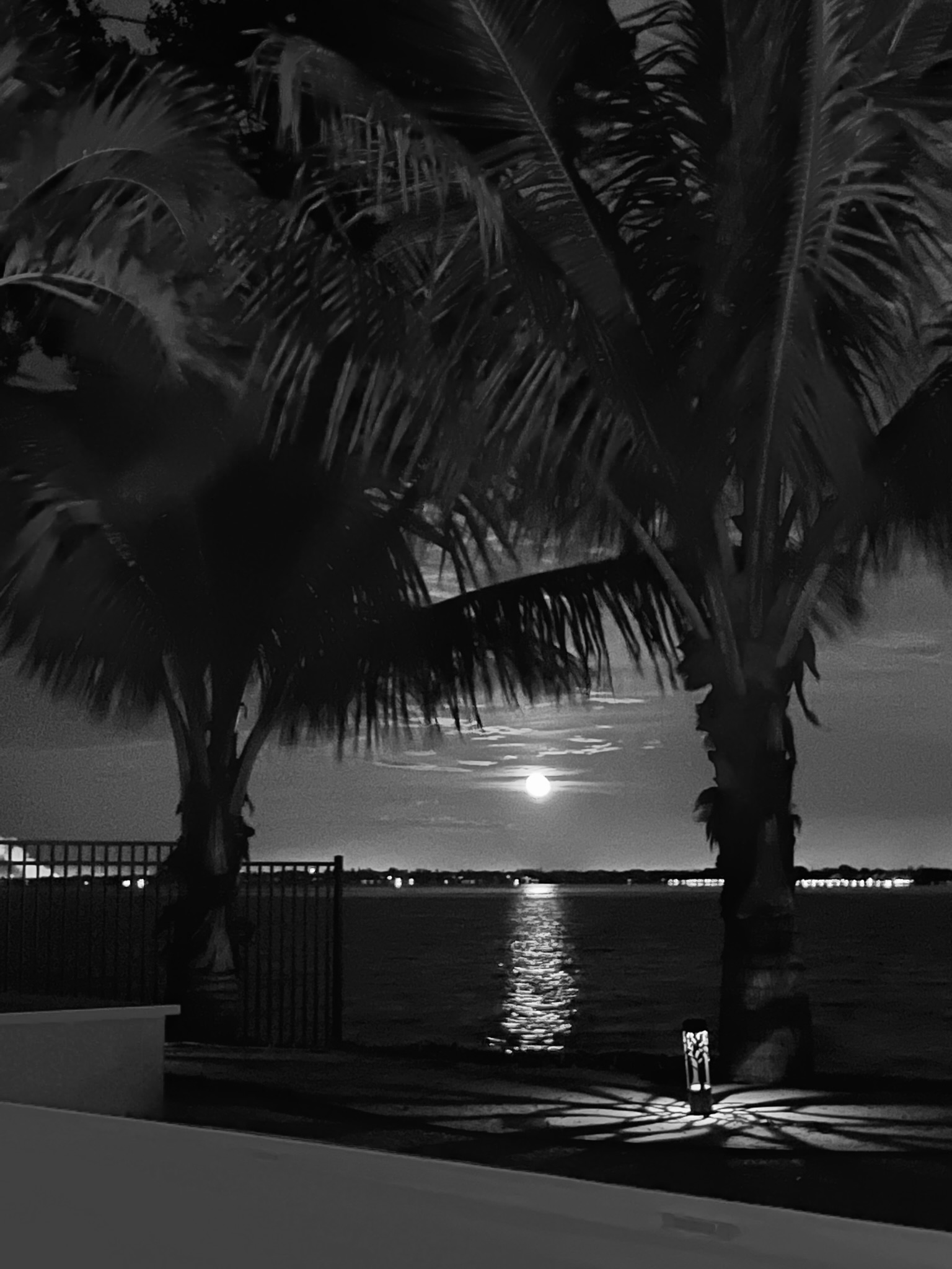 Moonrise Through the Palms
