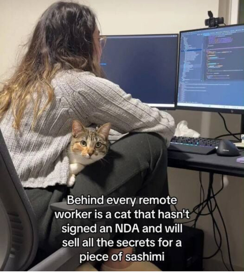 Cat NDA