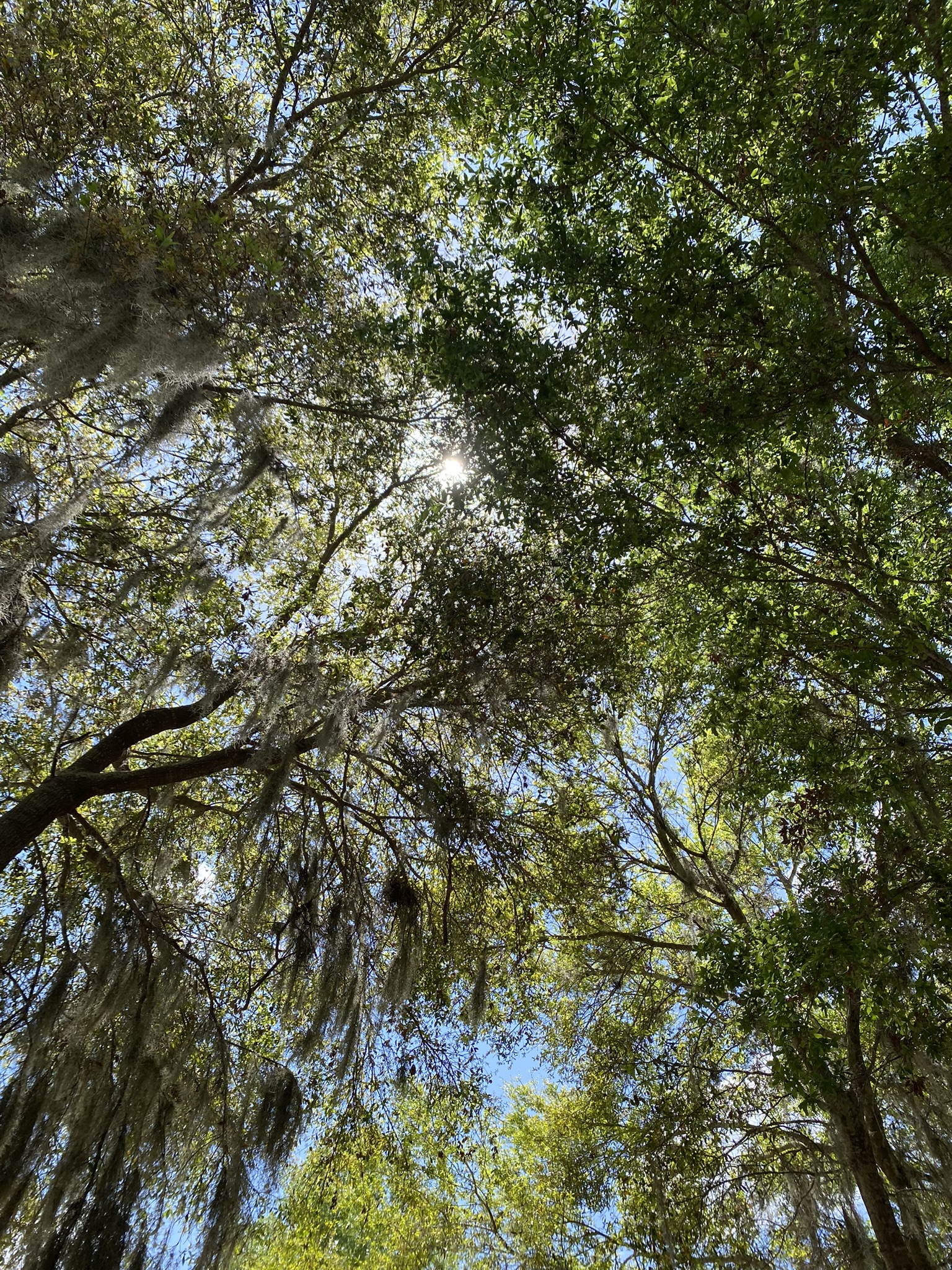 Looking Up Through the Moss