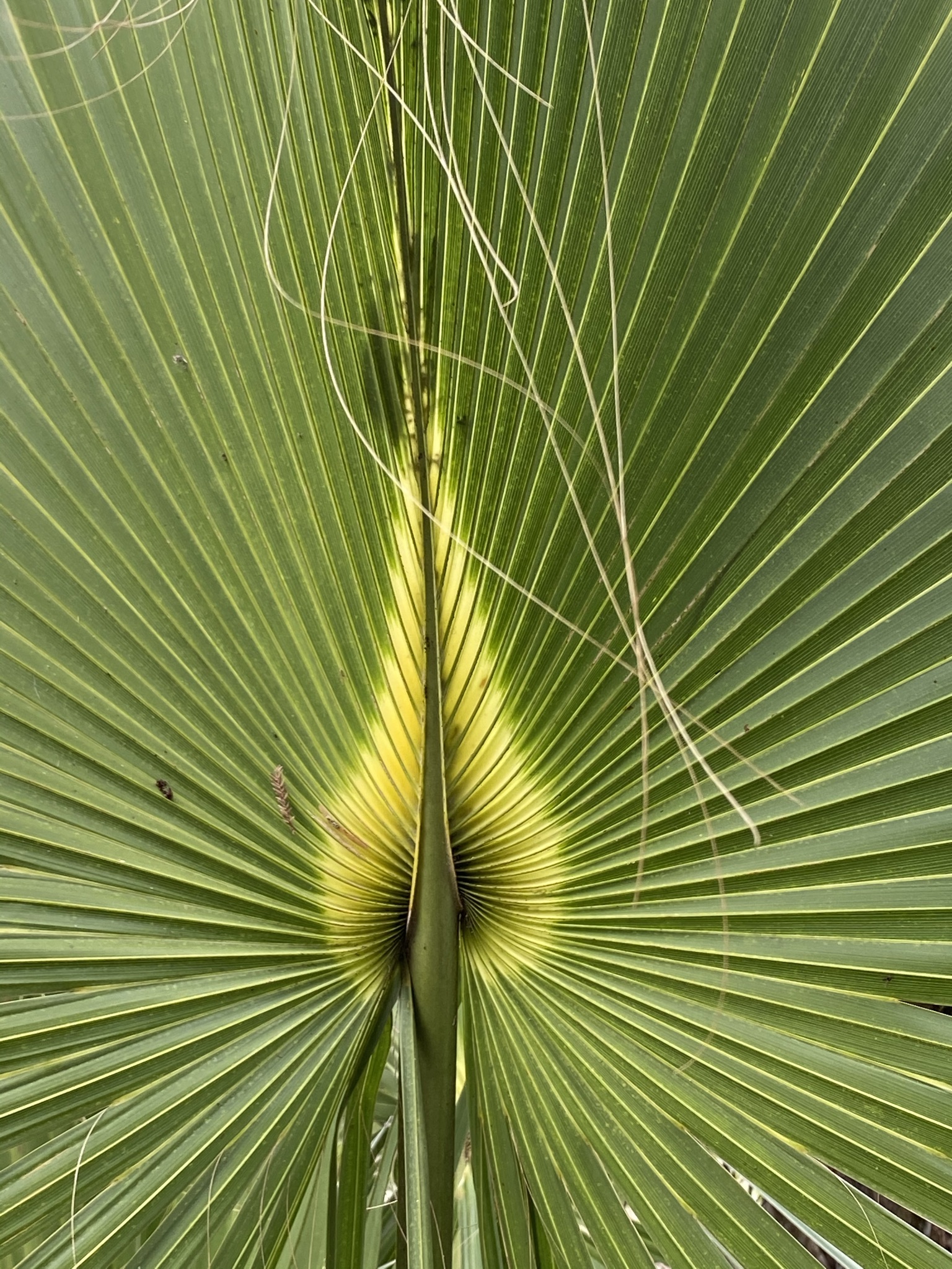 Palm Frond