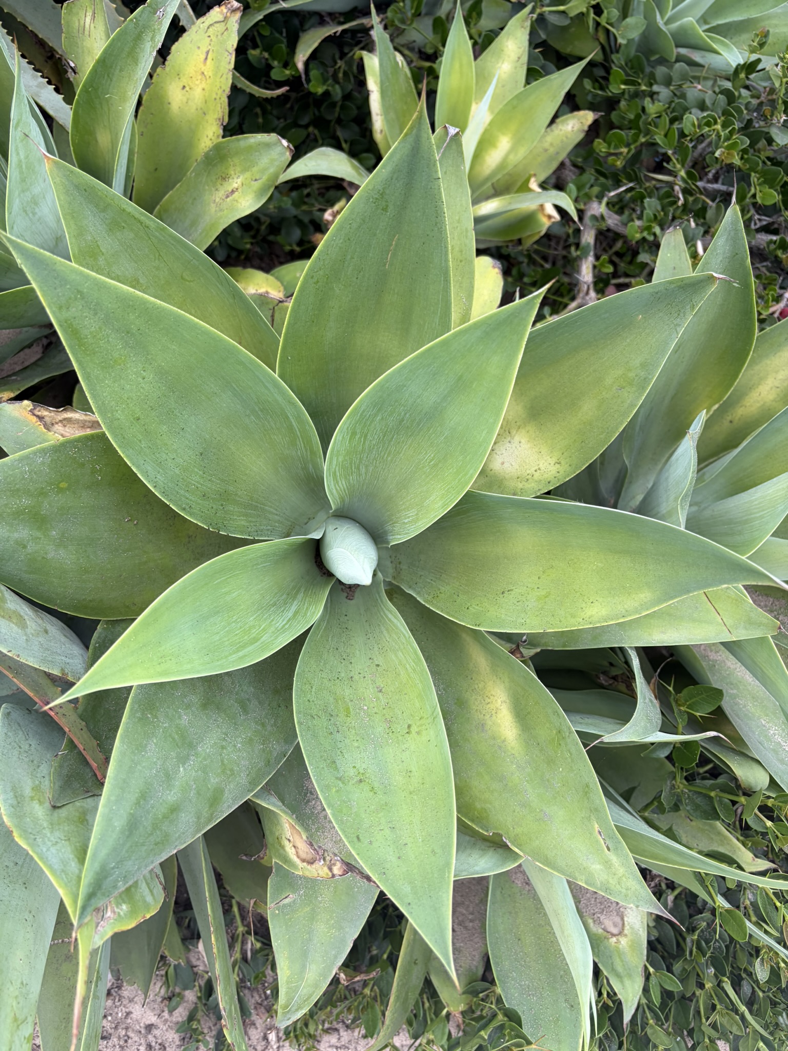 Agave Spiral
