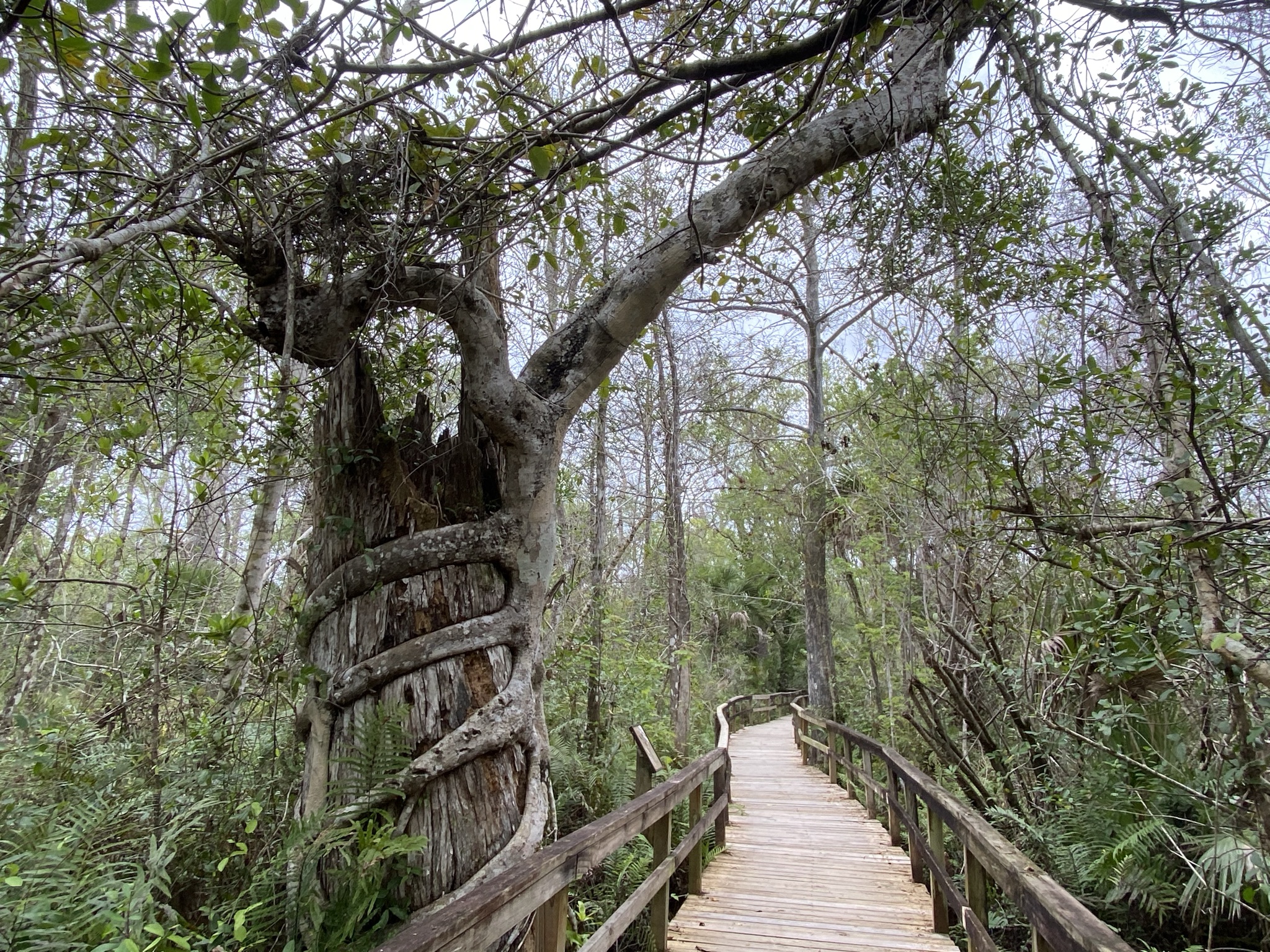 Cypress Boardwalk